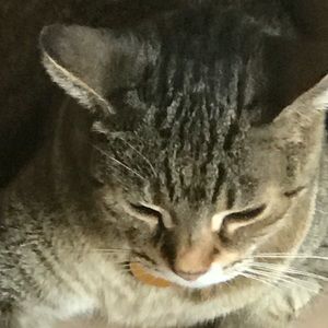 Meet your Posher, Dawn